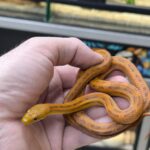 PANTHEROPHIS OBSOLETUS QUADRIVITTATUS MALE/ FEMELLE 80.00 €