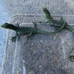 VARANUS PRASINUS SORONG VENDU