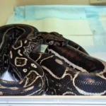 BOA CONSTRICTOR SONORA STAR AND STRIPE HET LEOPARD (Winner Line) MALE REPRODUCTEUR 900.00 €