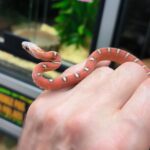 PANTEROPHIS GUTTATUS OKEETEE SCALELESS VENDU