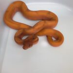 BOA CONSTRICTOR SUNSET BLOOD MALES ET FEMELLES 500.00 €
