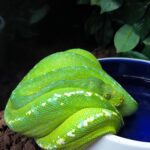 MORELIA VIRIDIS SORONG "HIGH WHITE " MALE VENDU