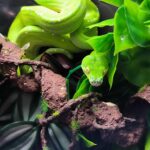 MORELIA VIRIDIS ARU X MERAUKE MALE N1/VENDU