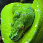 MORELIA VIRIDIS ARU X MERAUKE MALE N2 / VENDU