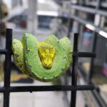 MORELIA VIRIDIS KINGLINE OC ( M.A PULCHER X AZUREA PADAIDO ) N13 /VENDU