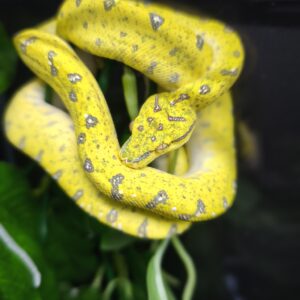 MORELIA VIRIDIS ARU HIGH WHITE N1 / 995.00 €