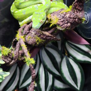 MORELIA VIRIDIS ARU HIGH WHITE N2 /1100.00 €