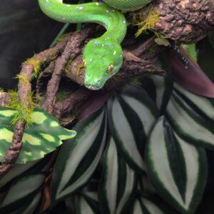 MORELIA VIRIDIS ARU HIGH WHITE N2 /1100.00 €