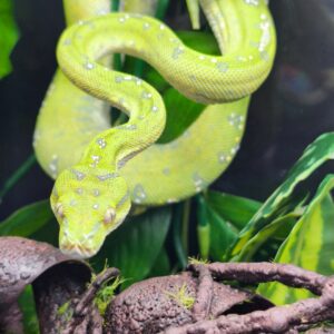 MORELIA VIRIDIS ARU HIGH WHITE N1 / 995.00 €