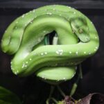 MORELIA VIRIDIS ARU HIGH WHITE FEMELLE  N1 / 995.00 €