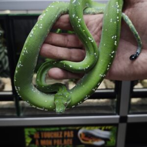 MORELIA VIRIDIS ARU HIGH WHITE FEMELLE N2 /1100.00 €