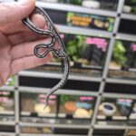 PANTHEROPHIS GUTTATUS TESSERA ANERY MALE/ FEMELLE VENDU