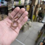 PANTHEROPHIS GUTTATUS STRIPE MALE/  FEMELLE 80.00 €