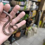 PANTHEROPHIS GUTTATUS TESSERA  MALE/ FEMELLE 80.00 €