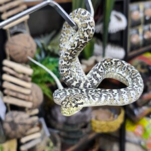 MORELIA SPILOTA SSP  ZEBRA CARAMEL 66% POSS HET AXANTHIC FEMELLE N2/400.00 €