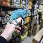 FURCIFER PARDALIS NOSY BE TRUE BLUE MALE N2 VENDU