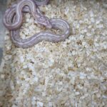PANTHEROPHIS GUTTATUS TESSERA SNOW VENDU