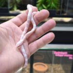 PANTHEROPHIS GUTTATUS SNOW MALE/ FEMELLE VENDU