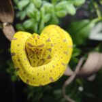 MORELIA AZUREA PULCHER ( SORONG )N1/ 995.00 €