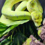 MORELIA AZUREA PULCHER ( MISOOL ) 995.00 €