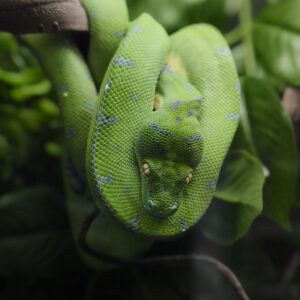 MORELIA AZUREA PULCHER ( SORONG )N1/ 995.00 €