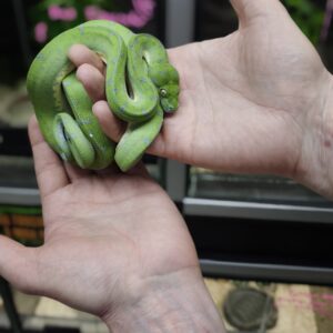 MORELIA AZUREA PULCHER ( SORONG ) MALE N1/ 995.00 €