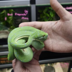 MORELIA AZUREA PULCHER ( MISOOL ) MALE 995.00 €