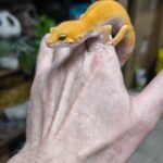 EUBLEPHARIS MACULARIUS SUNGLOW HET RAINWATER MALE N2/180.00 €
