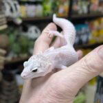 EUBLEPHARIS MACULARIUS SNOW MURPHY FEMELLE VENDU