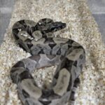 BOA IMPERATOR IMG GHOST 600.00 €