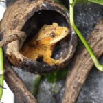 CORRELOPHUS CILIATUS SUPER DALMATIEN  MALE VENDU