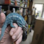 FURCIFER PARDALIS NOSY BE TRUE BLUE MALE N10/VENDU