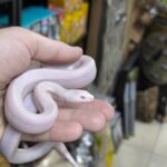 PITUOPHIS M. MUGITUS BLIZZARD MALE/ FEMELLE 250.00 €