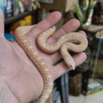PITUOPHIS M. MUGITUS ALBINOS MALE/FEMELLE 150.00 €