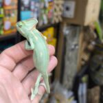CHAMAELEO CALYPTRATUS MALE VENDU