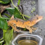 CORRELOPHUS CILIATUS "SUPER DALMATIEN " MALE N2 /200.00 €