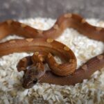 PANTHEROPHIS GUTTATUS BLOODRED MOTLEY MALE/FEMELLE 140.00 €
