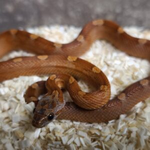 PANTHEROPHIS GUTTATUS BLOODRED MOTLEY MALE/FEMELLE 140.00 €