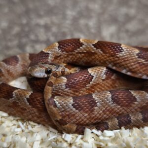 PANTHEROPHIS GUTTATUS BLOODRED MALE/FEMELLE 100.00 €