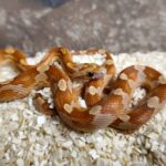 PANTHEROPHIS GUTTATUS CARAMEL BLOODRED MOTLEY MALE/FEMELLE 150.00 €