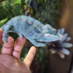 FURCIFER PARDALIS NOSY BE TRUE BLUE MALE N12/600.00 €