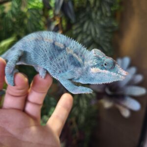 FURCIFER PARDALIS NOSY BE TRUE BLUE MALE N12/600.00 €