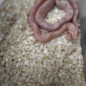 PANTHEROPHIS GUTTATUS CORAL SNOW  MALE/FEMELLE 150.00 €