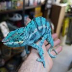 FURCIFER PARDALIS NOSY BE TRUE BLUE MALE N12/600.00 €