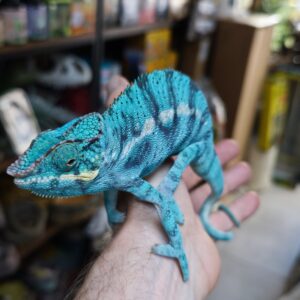 FURCIFER PARDALIS NOSY BE TRUE BLUE MALE N12/600.00 €