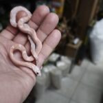 PANTHEROPHIS GUTTATUS CORAL SNOW  FEMELLE VENDU