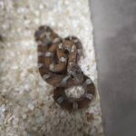 PANTHEROPHIS GUTTATUS CARAMEL BLOODRED MALE/FEMELLE 150.00 €