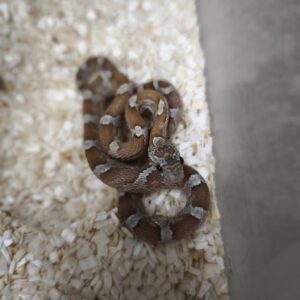 PANTHEROPHIS GUTTATUS CARAMEL BLOODRED MALE/FEMELLE 150.00 €