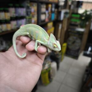 CHAMAELEO CALYPTRATUS  MALE N10/ 120.00 €