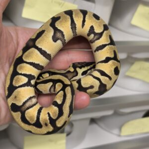 PYTHON REGIUS ENCHI PASTEL HET ULTRAMEL FEMELLE 300.00 €